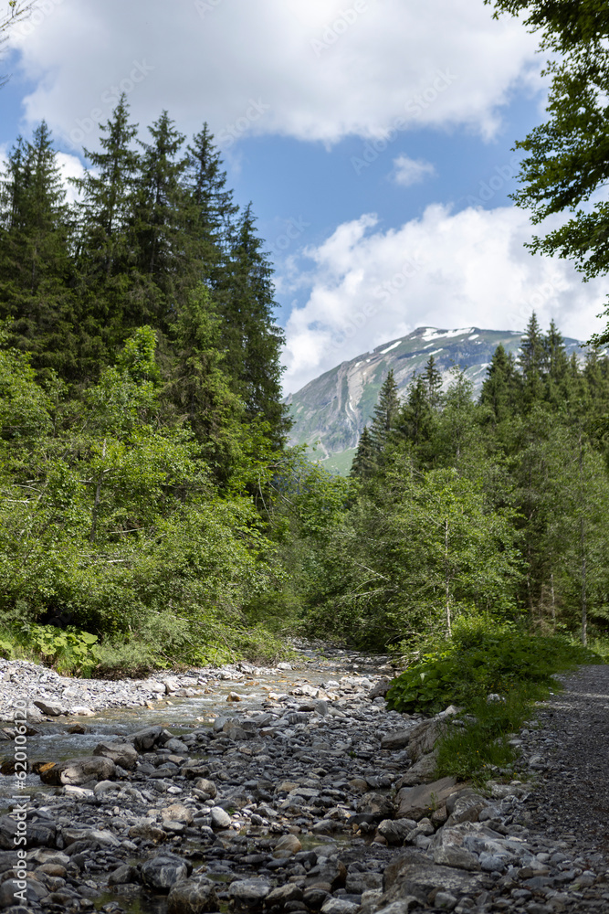 Obraz premium Dry river stream meandering through mountainous pine tree landscape in French Alps with rocky mountain in the background against a blue sky with clouds