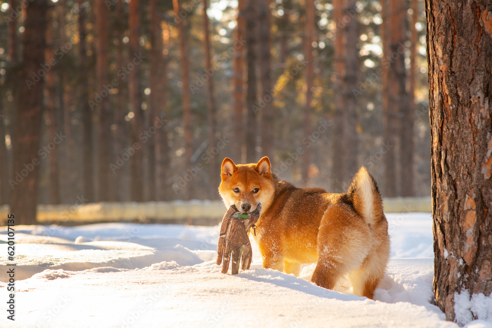 A dog of the Shiba Inu breed walking in the snow-covered forest in winter. A dog of a beautiful red color playing in the snow with a glove in his teeth