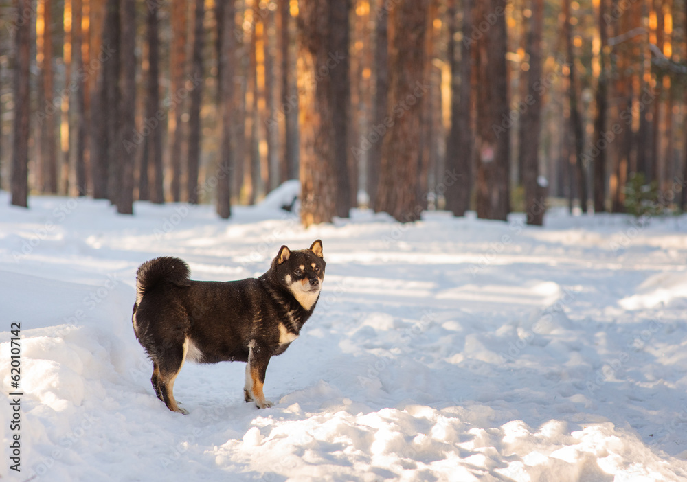 Naklejka premium A dog of the Shiba Inu breed, walking in the snow-covered forest in winter.