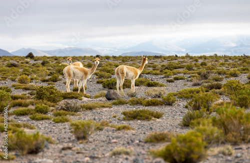 Vicunas grazing in the remote Argentinian highlands - Traveling and exploring South America
