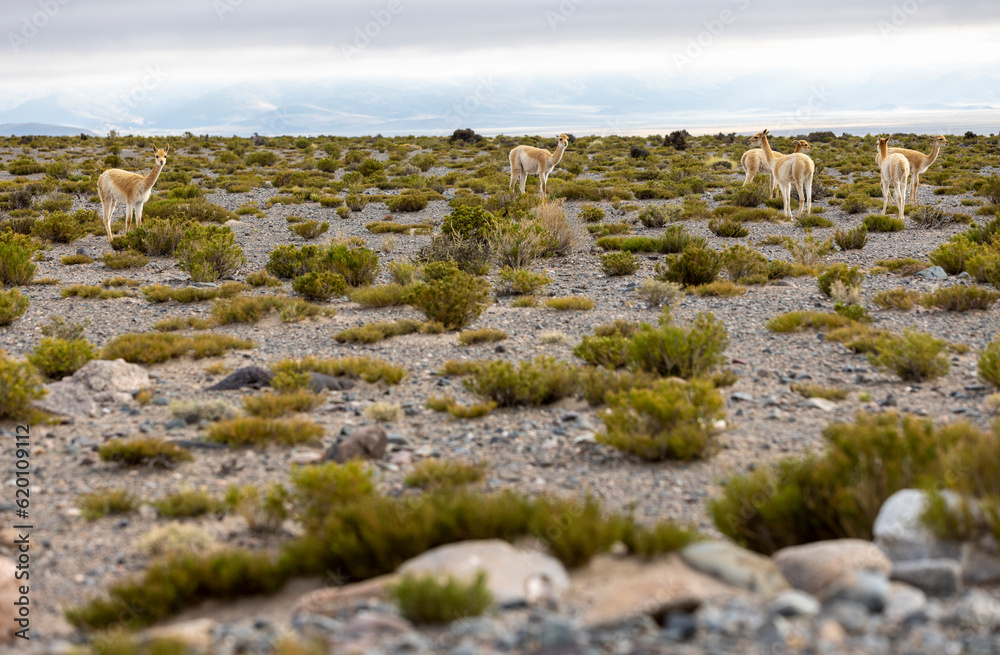 Vicunas grazing in the remote Argentinian highlands - Traveling and exploring South America Vicunas grazing in the remote Argentinian highlands - Traveling and exploring South America