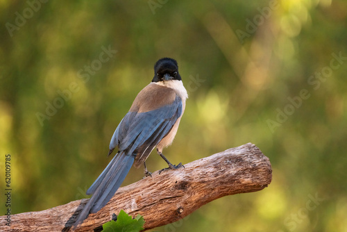 Iberian magpie (Cyanopica cooki). Bird in its natural environment.