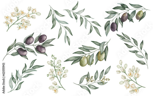 Watercolor set of illustrations. Hand painted branch of black and green olives with leaves and flowers. Olive tree. Mediterranean fruits. Botanical elements. Isolated nature clip art for banner, print