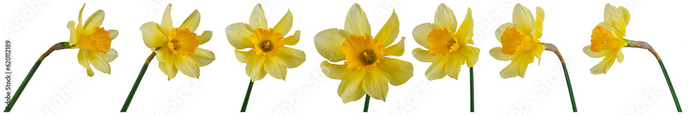 beautiful yellow flowers daffodils in a vase on a transparent white background close-up