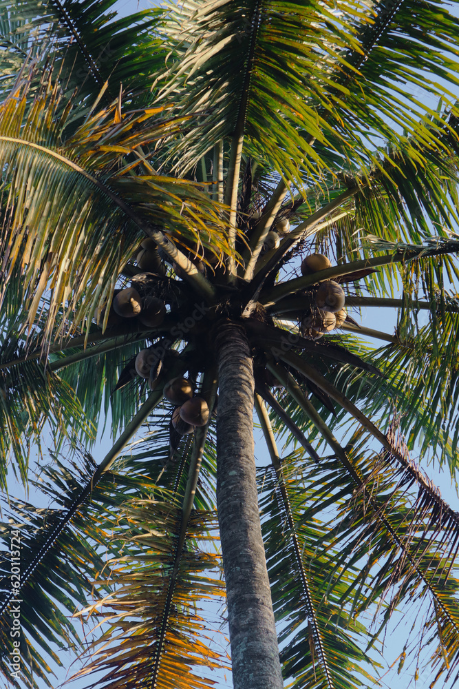 Obraz premium coconut tree on blue sky