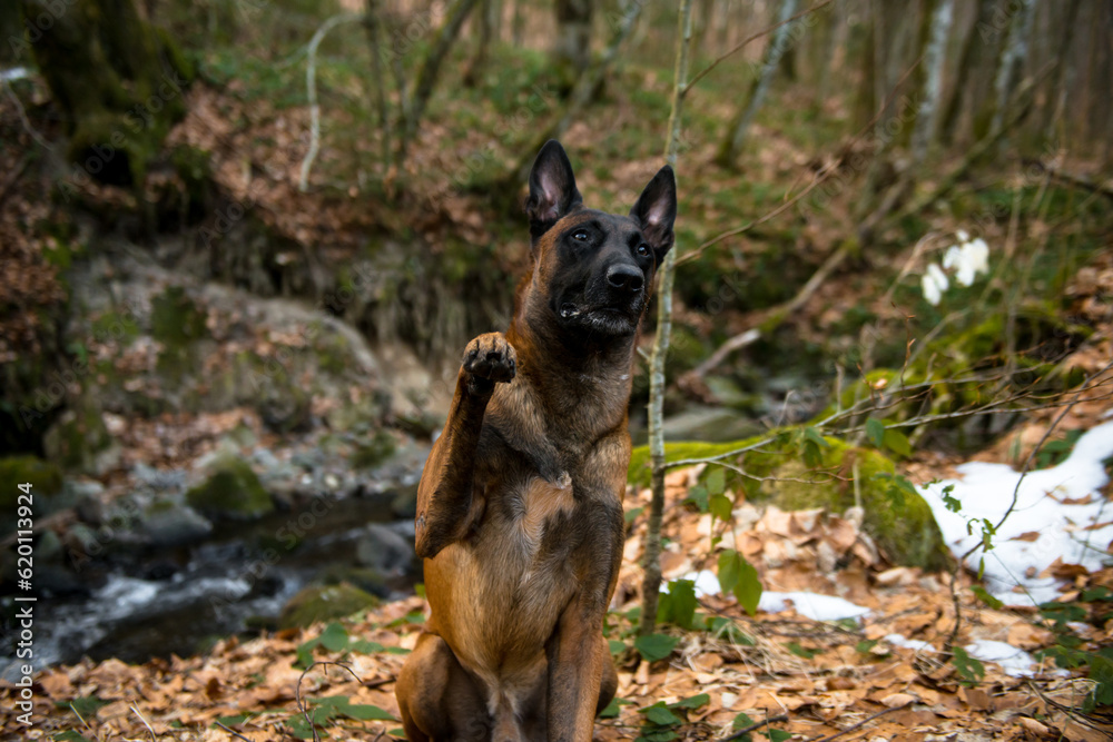 Dog Belgian Shepherd Malinois walks in the forest Dog Belgian Shepherd Malinois walks in the forest