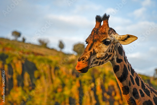 Portrait of a giraffe in the wram light of the sunset.. photo