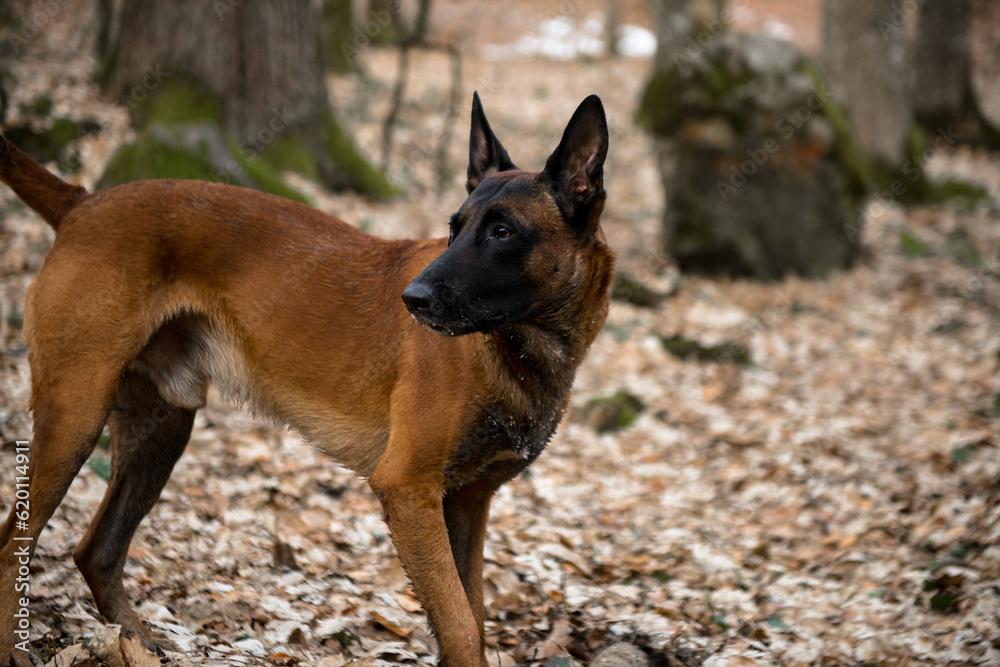 Dog Belgian Shepherd Malinois walks in the forest Dog Belgian Shepherd Malinois walks in the forest