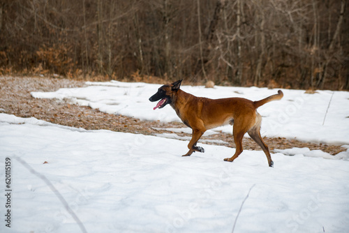 Dog Belgian Shepherd Malinois walks in the forest in winter