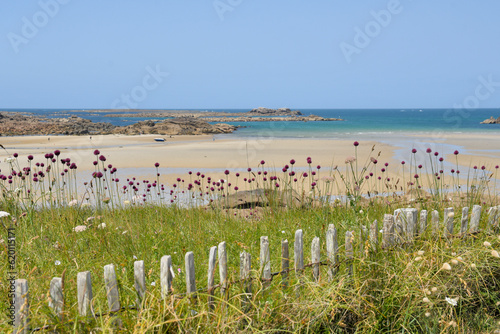 Plantes et fleurs de la côte bretonne - France photo