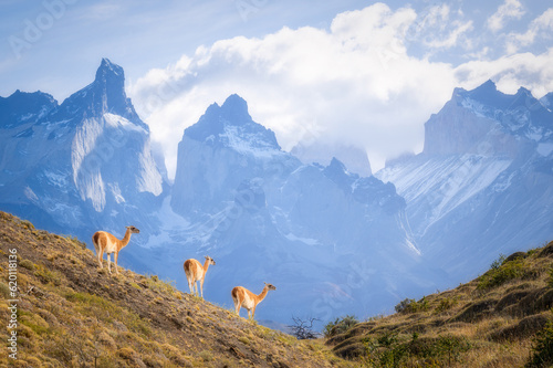 Beautiful mountain view at Torres del Paine National Park, Patagonia in Chile. Three guanaco that are local animal are standing on the field as foreground. 