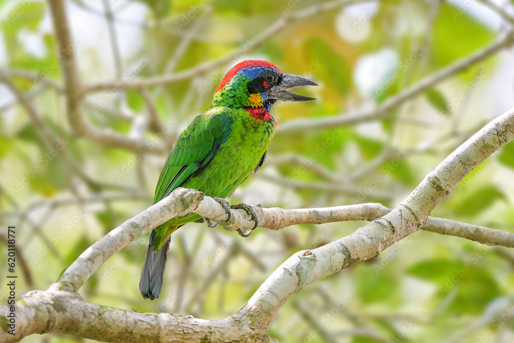 Red crowned Barbet, bird is perching on tree branch. Multi colour bird. Nature and wildlife concept. Red crowned Barbet, bird is perching on tree branch. Multi colour bird. Nature and wildlife concept.