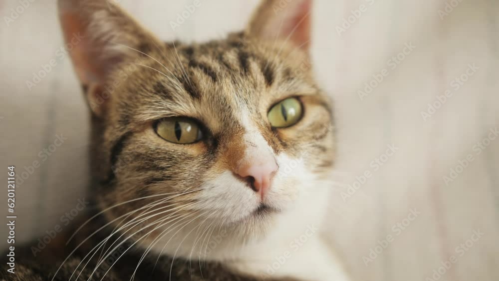 Close-up portrait of serious cat with green eyes. Furry pedigreed pet relaxing. Close-up portrait of serious cat with green eyes. Furry pedigreed pet relaxing.