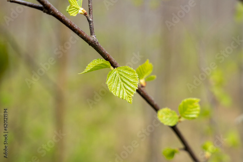 Young green birch leaves on branch