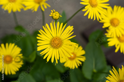 Yellow flowers of Leopard's Bane (Doronicum orientale)