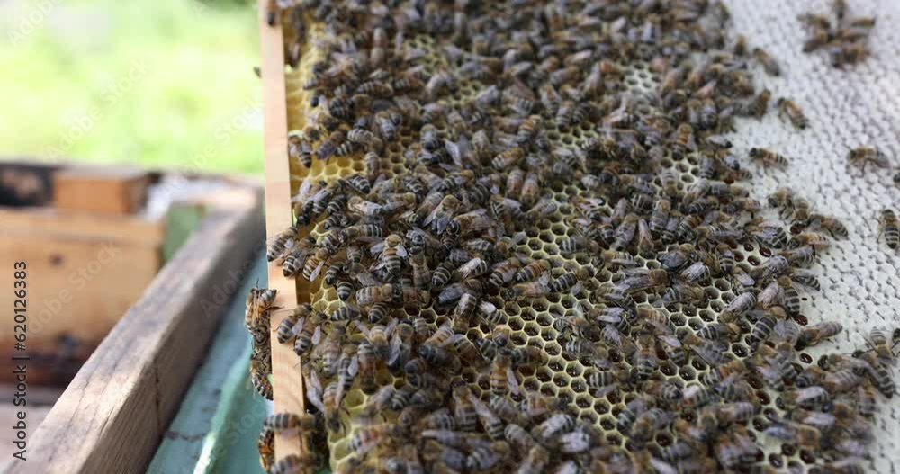 Collected bee pollen is placed in combs by many bees 4k movie. Beekeeping concept