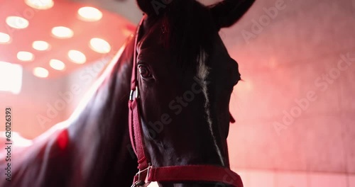 Horse standing in red solarium after training 4k movie. Horse recovery and rest concept photo