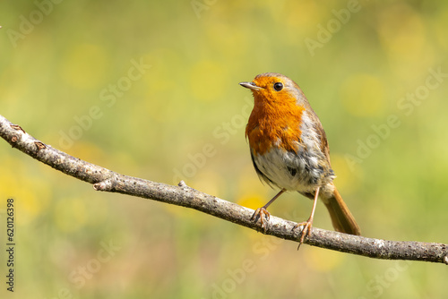 A close up of a single robin sat on a tree branch