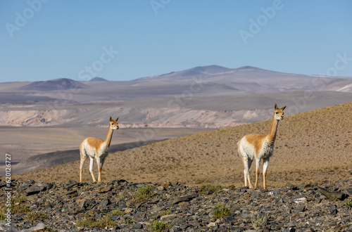 Vicunas in the remote Argentinian highlands - Traveling and exploring South America