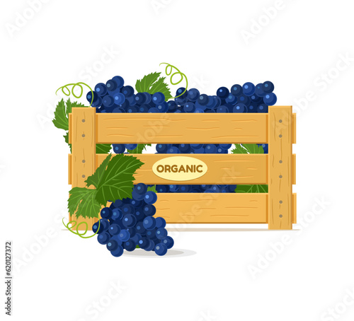 Wooden box with dark grapes. Vector illustration
