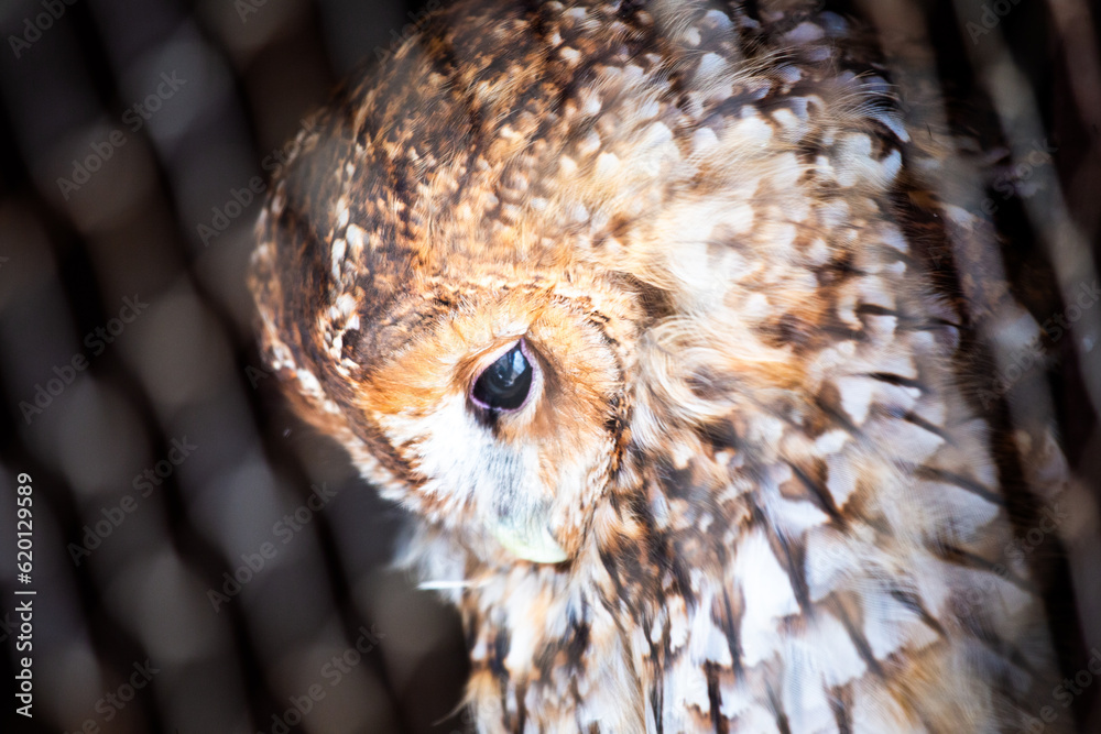 Fototapeta premium Tawny Owl (Strix aluco)