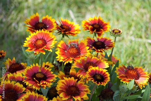 Gailardia oścista rośnie w ogrodzie. Dwie pszczoły zbierają miód z kwiatów. Żółto - pomarańczowe kwiaty zakwitły w lecie. © Adam