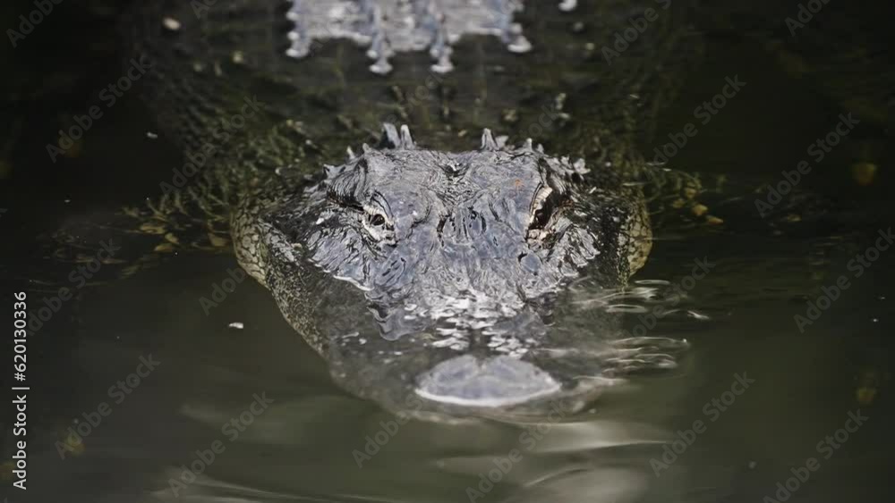 Close Up On A Large Alligator Fully Body Visible Floating In The Water In The Florida Everglades National Park. Close Up On A Large Alligator Fully Body Visible Floating In The Water In The Florida Everglades National Park.