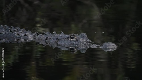 Closeup Of Alligator Swimming In The River With Calm Water. photo