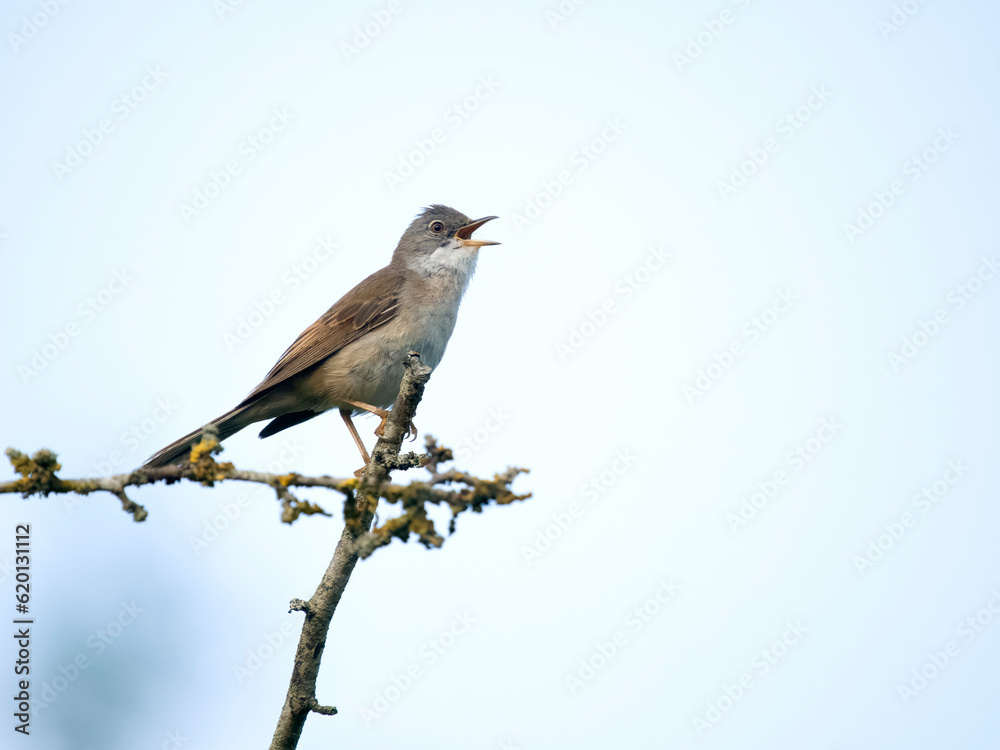 Common whitethroat, Curruca communis Common whitethroat, Curruca communis