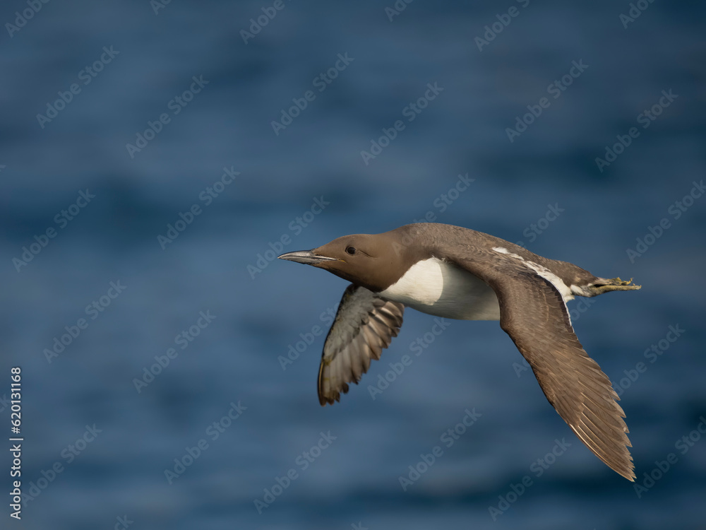 Fototapeta premium Guillemot, Uria aalge