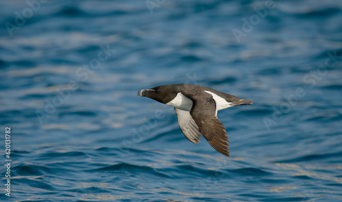 Razorbill, Alca torda