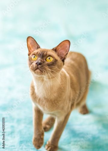 A domestic cat of Burmese breed, brown with yellow eyes, in a city apartment building. Likes to lie on the couch. Portrait of an animal. Natural habitat.