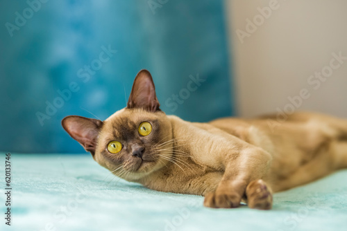 A domestic cat of Burmese breed, brown with yellow eyes, in a city apartment building. Likes to lie on the couch. Portrait of an animal. Natural habitat.