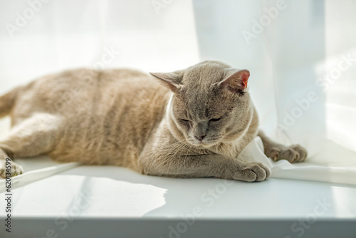 A domestic male Burmese cat, gray with yellow eyes, in a city apartment building. It effectively lies on the windowsill. Natural habitat.