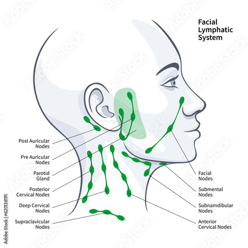 Woman profile facial lymphatic system nodes vector illustration photo