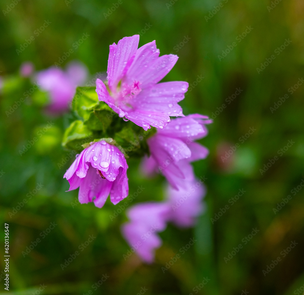 Wildflowers swaying in the wind on an autumn day. High quality landscapes, flowers and vegetation.