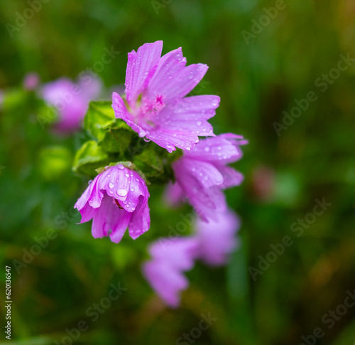 Wildflowers swaying in the wind on an autumn day. High quality landscapes, flowers and vegetation.