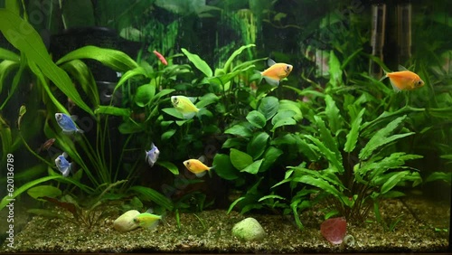 Beautiful, multi-colored GloFish swim in an aquarium