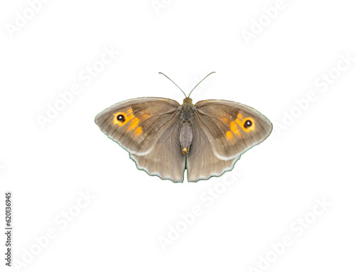 maniola jurtina butterfly isolated on white