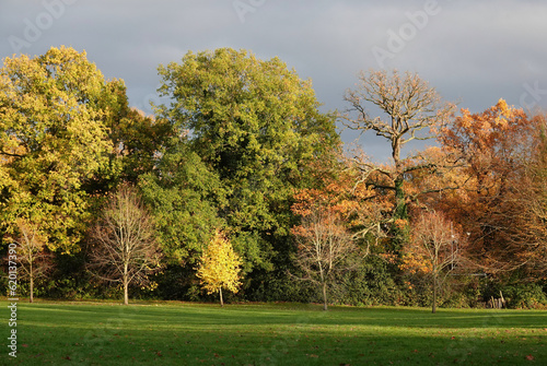 Beautiful autumn colours on a line of trees in a park. 