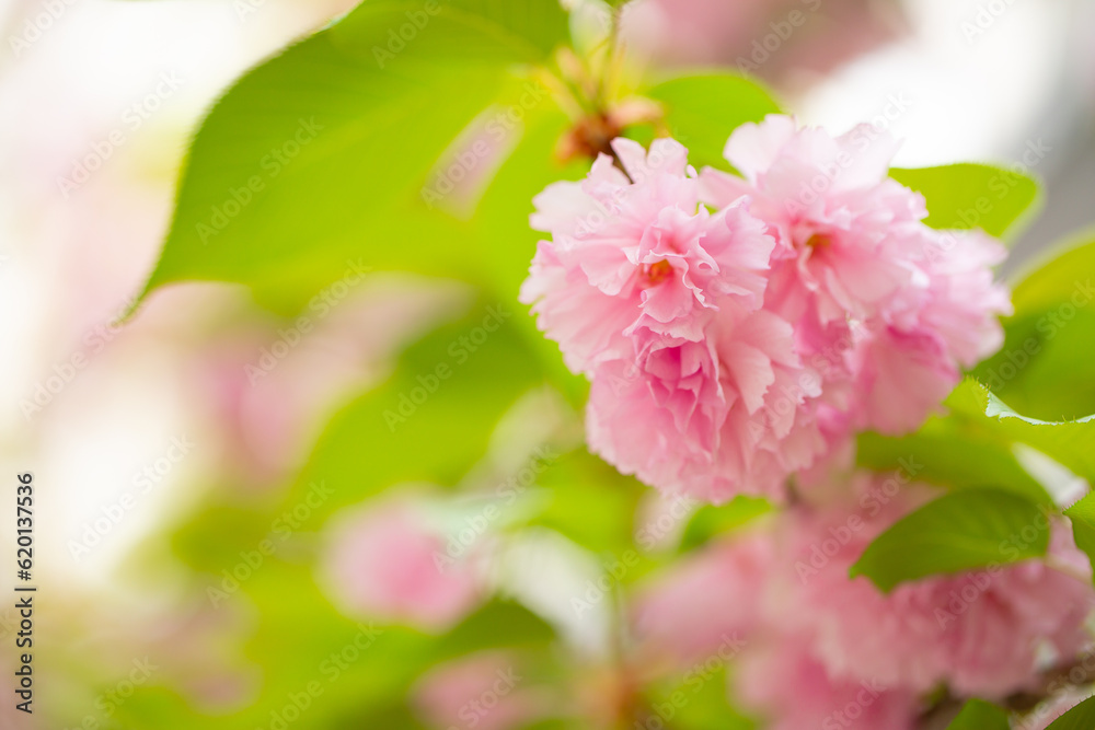 Sakura. Cherry blossom, branches with flowers sway in the wind. Pink flowers of the sakura tree. Spring landscape with flowering trees. Beautiful nature on a sunny day. Sakura. Cherry blossom, branches with flowers sway in the wind. Pink flowers of the sakura tree. Spring landscape with flowering trees. Beautiful nature on a sunny day.