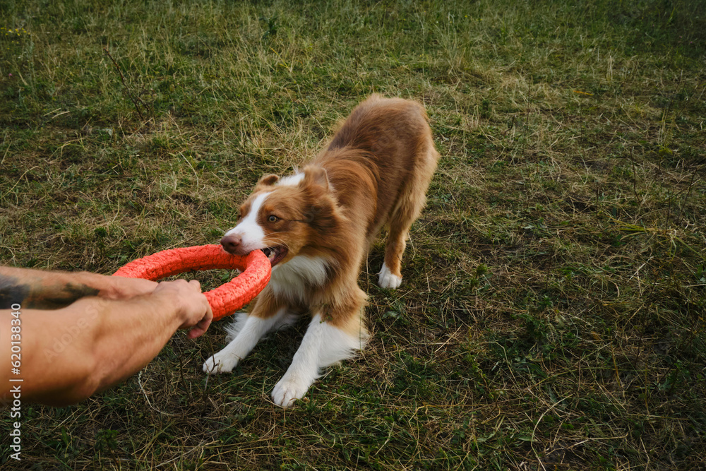 Active and energetic dog holds round red toy with teeth and looks up. Playing with owner, top view from first person. Brown Australian Shepherd plays rubber ring tug-of-war with man in summer park. Active and energetic dog holds round red toy with teeth and looks up. Playing with owner, top view from first person. Brown Australian Shepherd plays rubber ring tug-of-war with man in summer park.