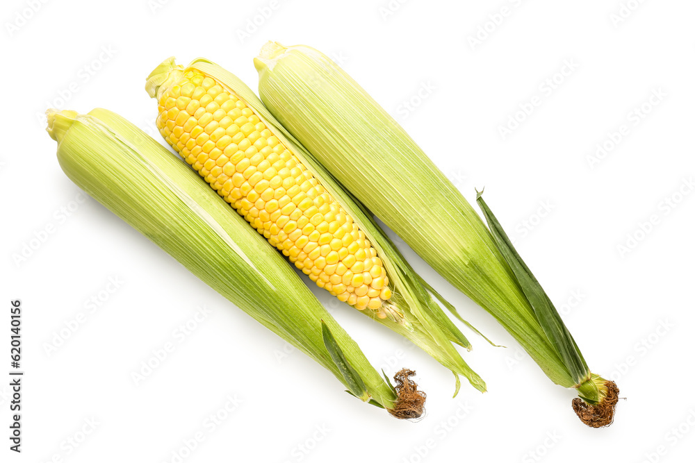 Fresh corn cobs on white background Fresh corn cobs on white background