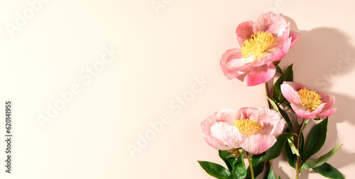 Beautiful pink peony flower on white background  minimalistic banner