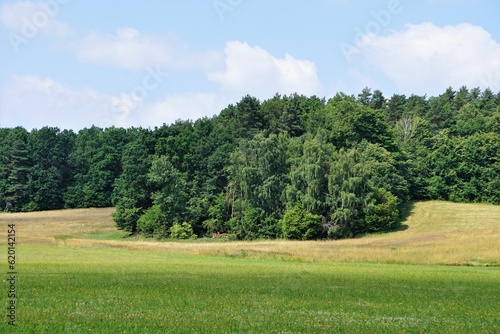 Roztaczający się krajobraz na łąkę i las