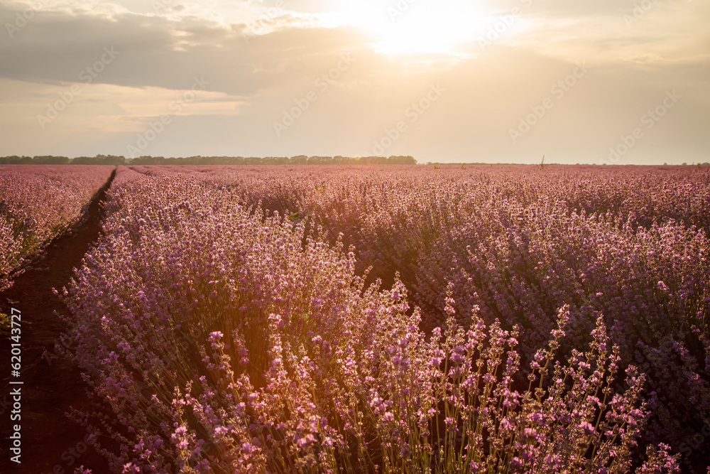 Beautiful view with a beautiful lavender field on sunset.