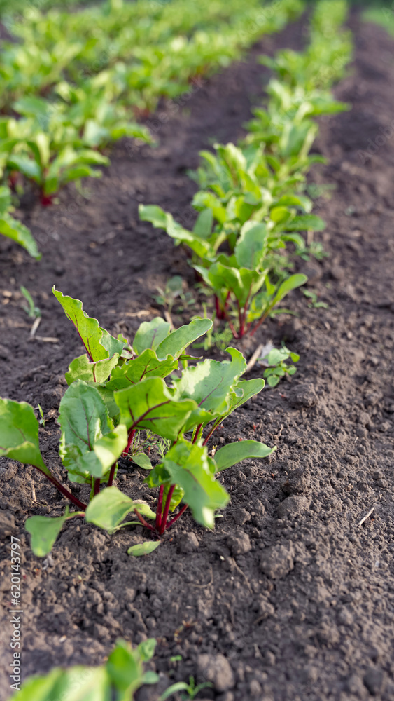 A row of young beets planted in the garden A row of young beets planted in the garden