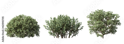 bush isolate on a transparent background, 3D illustration, cg render 