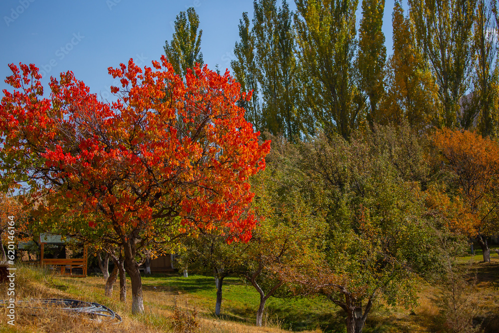 Red and yellow leaves of trees in the autumn forest on a blurred background. Autumn nature. Beautiful autumn landscape with place for text.