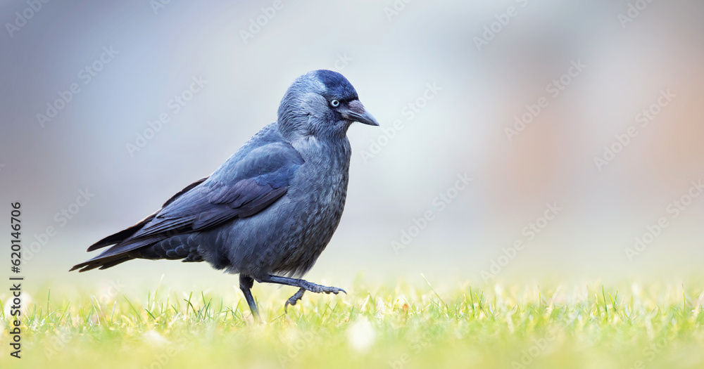 Jackdaw Corvus monedula walks through the grass looking for food. Jackdaw Corvus monedula walks through the grass looking for food.